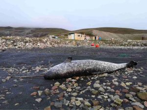 Titus Narwal Pond Inlet Tusk Tooth